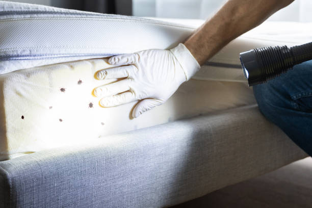 Best Flea Control Services  in Wakefield, VA