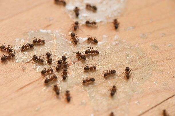 Best Exterminator Services  in Wakefield, VA
